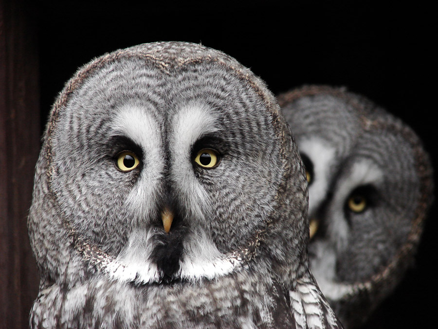 The Great Grey Owl, the largest owl in North America