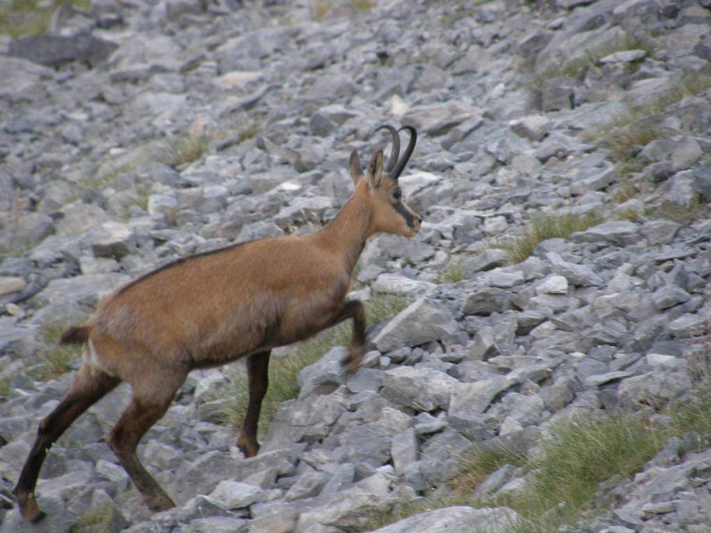 Longhorn Deer