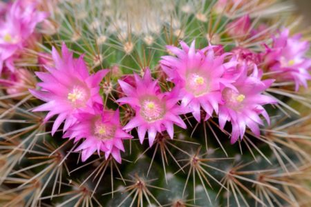 Barrel cactus in bloom