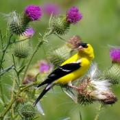 Eastern Goldfinch, Iowa State Bird