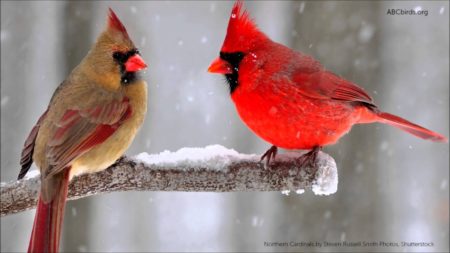 Northern Cardinal, Illinois State Bird