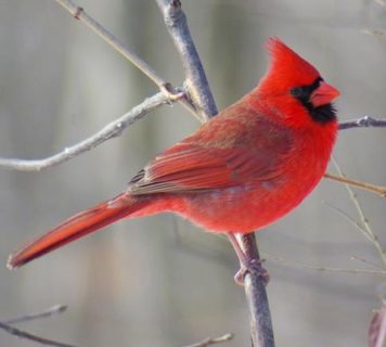 Northern Cardinal, Illinois State Bird, photo
