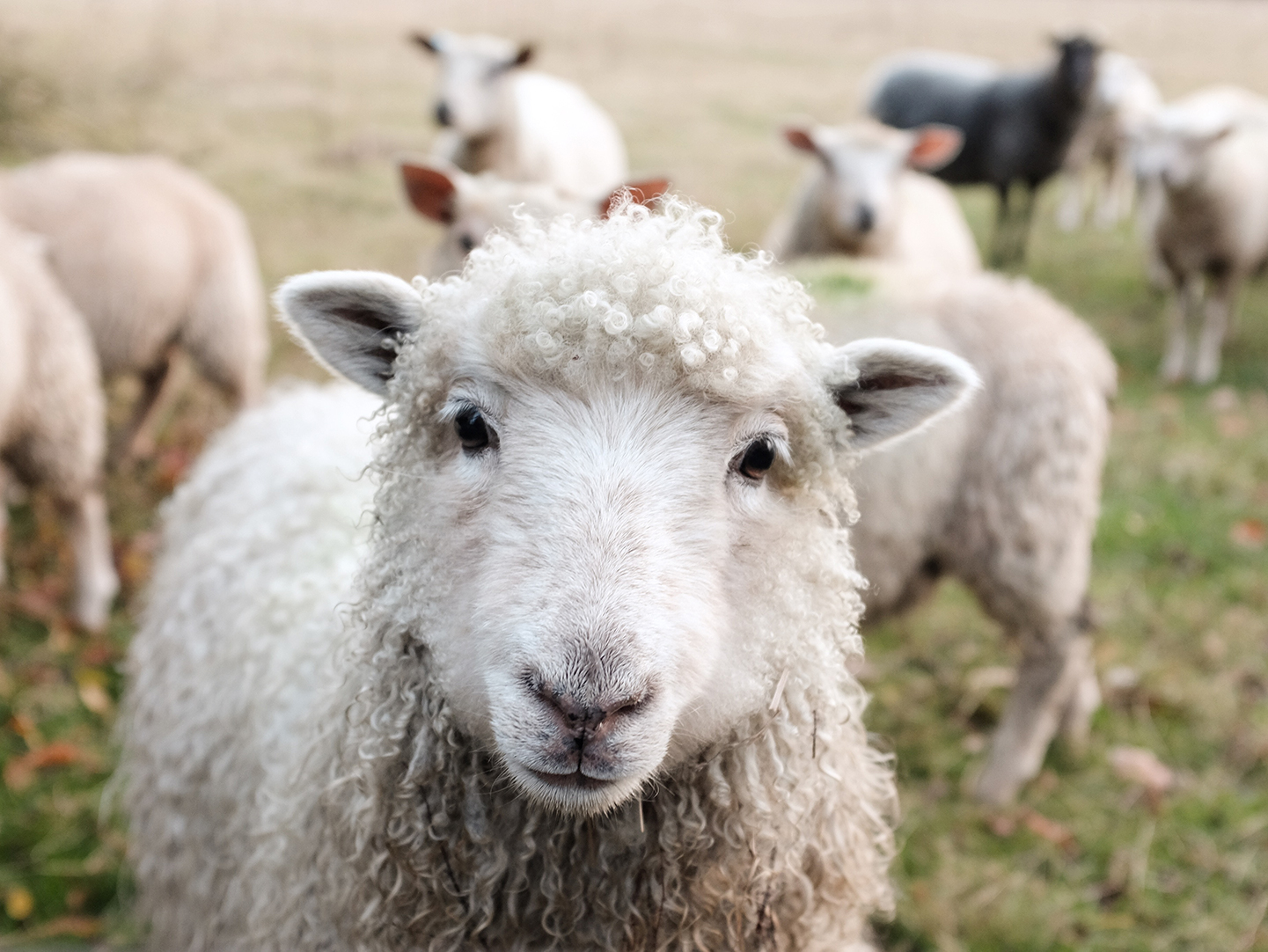 Closeup picture of a sheep in the midst of the flock