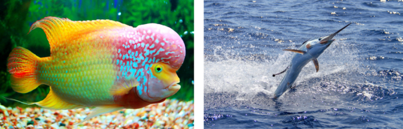 Are You an Aquarium or Deep-Sea Fish?