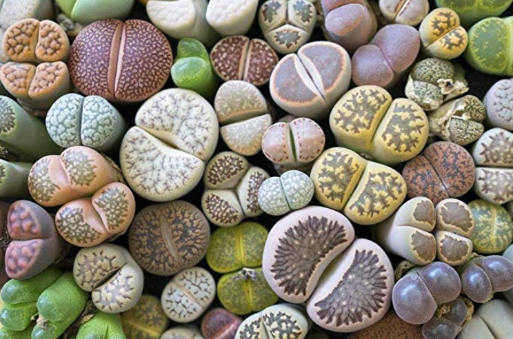 Living Stones samples of the succulent plants