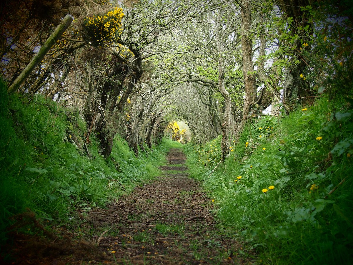 Ballynoe Stone Circle, Northern Ireland photo